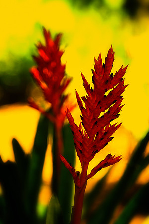 red bromeliad se