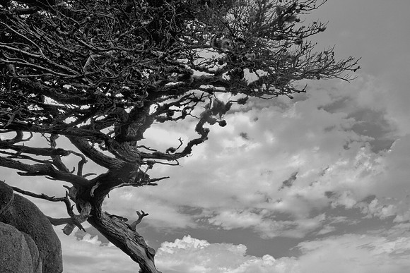 tree with rock