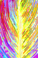 canna leaf 3