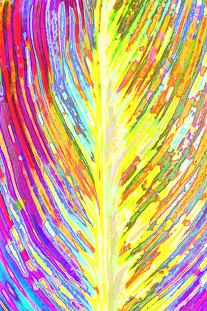 canna leaf 3