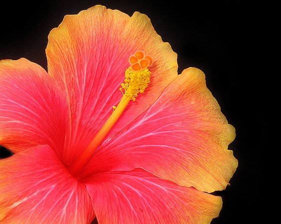 orange and pink hibiscus nov