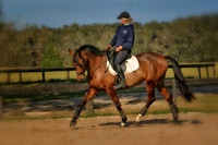 horse photography