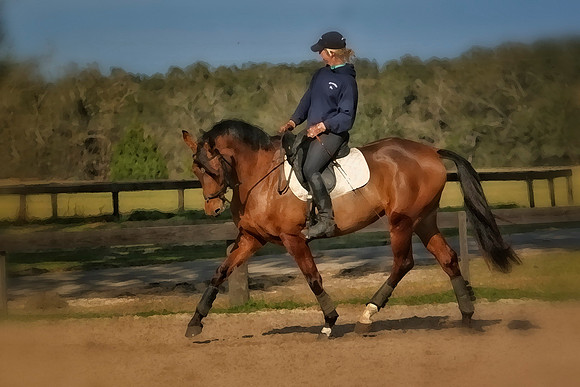 horse photography