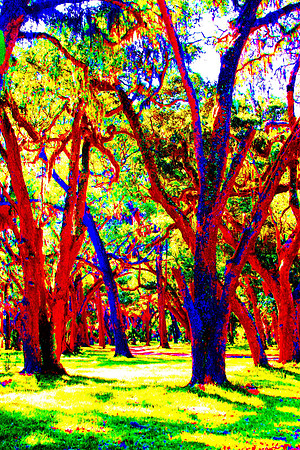 oak trees 2 copy