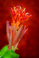 bromeliad 2 se