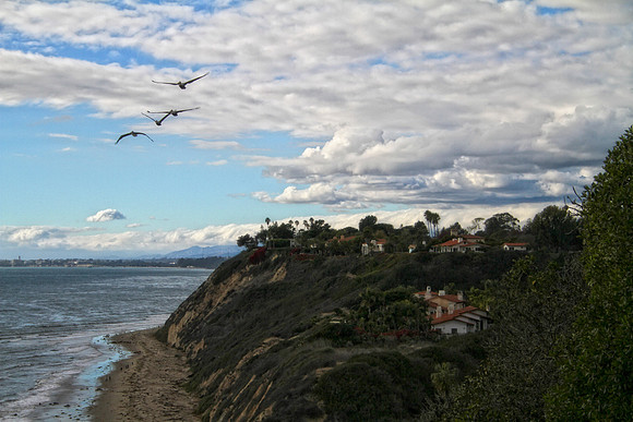view with pelicans