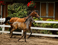 mare and foal running