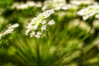 small white flowers