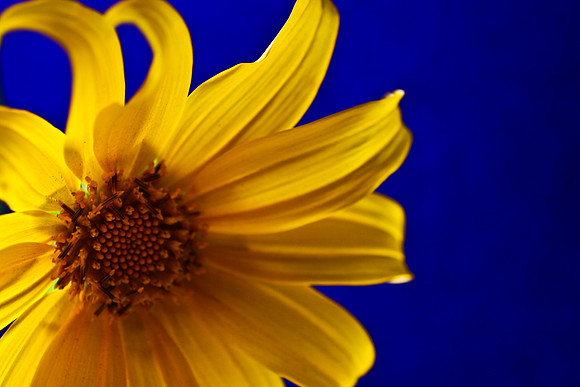 close up dasiy 2 copy