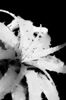 red bromeliiad with black background vertical b and w