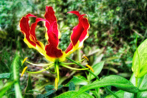 jim's lily