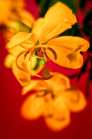 cassia with pink background 2 se