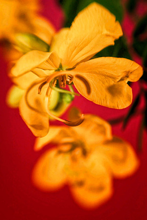 cassia with pink background 2 se