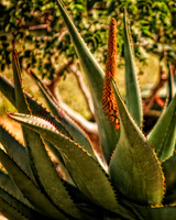 aloe with orange blooms close up
