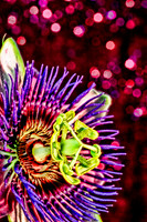 passionflower se 2