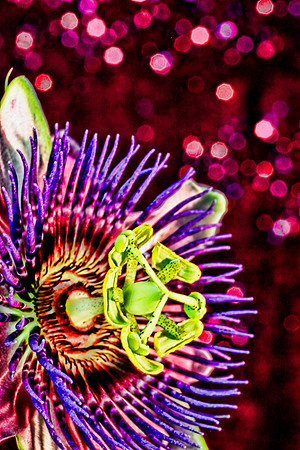 passionflower se 2