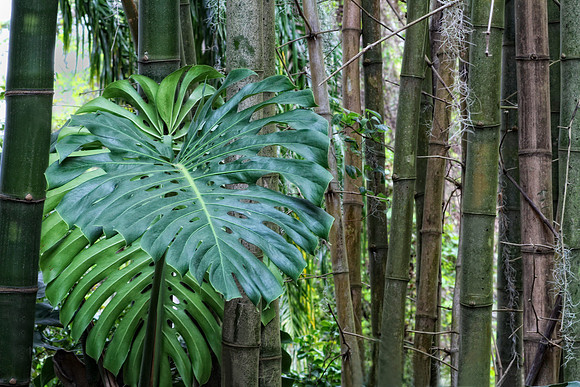 philodendron and bamboo