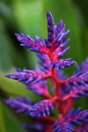blue bromeliad