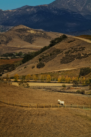 white horse standing alone