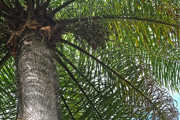palm tree with needles on trunk