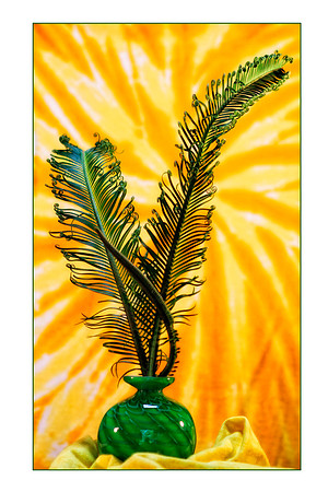 sago palm se