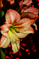 amaryllis with red sparkles copy