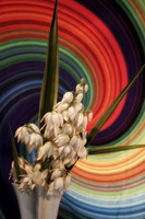yucca with colorful background se
