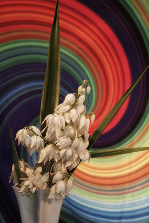 yucca with colorful background se