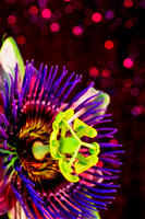 passionflower se
