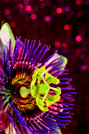passionflower se