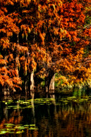 fall cypress trees cropped se