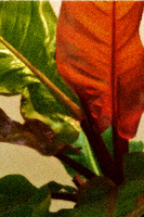 red philodendron se painting_Painting