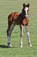 baby with white socks