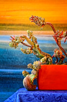 aloe with desert background se
