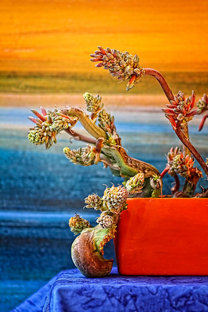 aloe with desert background se