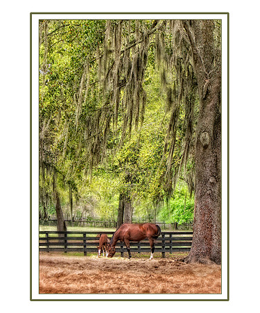 horses under tree cropped copy