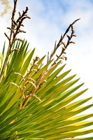copernicia maroglosaa palm