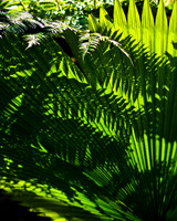 fern shadow