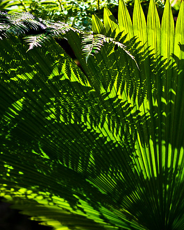fern shadow