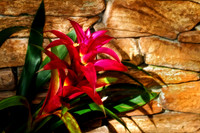 bromeliad with wall se