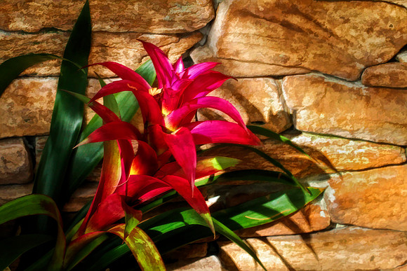 bromeliad with wall se