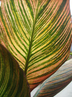 canna leaf 2