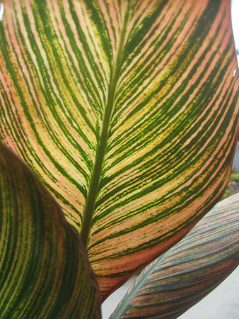 canna leaf 2