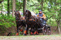 team with bay horses and orange accents (1)