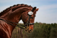 dressage digital art