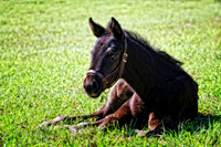 black foal laying down se