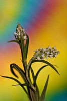 white wildflowers with tie dye