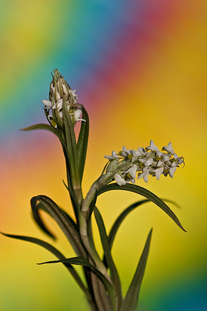 white wildflowers with tie dye