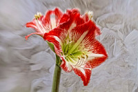amaryllis with white feathers