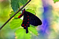 black and red butterfly